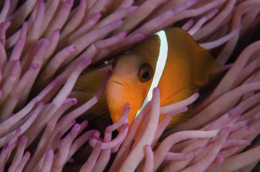 Fish Photograph - Fiji Anemone Fish (amphiprion Barberi #4 by Pete Oxford