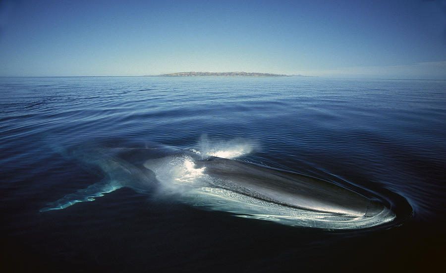 Fin Whale In Sea Of Cortez #4 Photograph by Tui De Roy