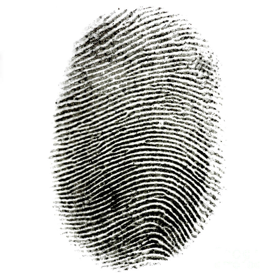 Fingerprint #4 Photograph by Photo Researchers Inc