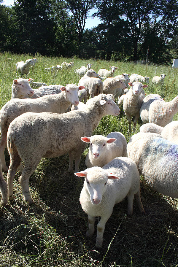 Finnish Dorset Sheep Photograph by Bonnie Sue Rauch - Fine Art America