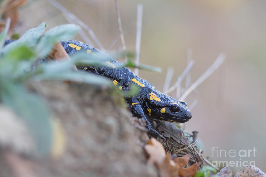Fire Salamander - Salamandra salamandra #4 Photograph by Jivko Nakev