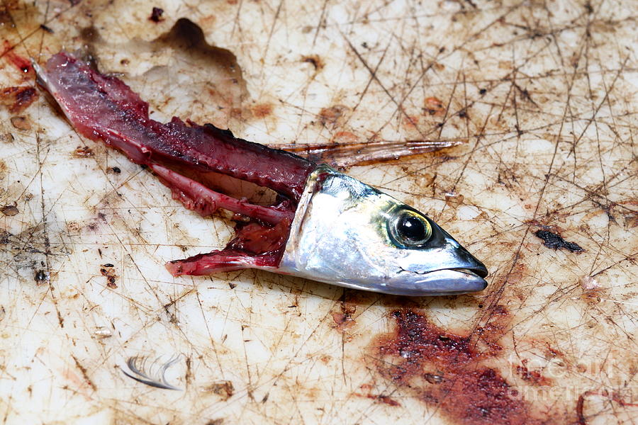 Fish bait #4 Photograph by Henrik Lehnerer