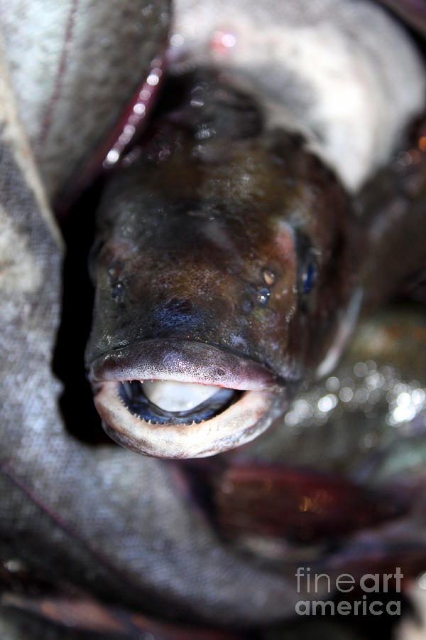 Fish Catch #4 Photograph by Henrik Lehnerer