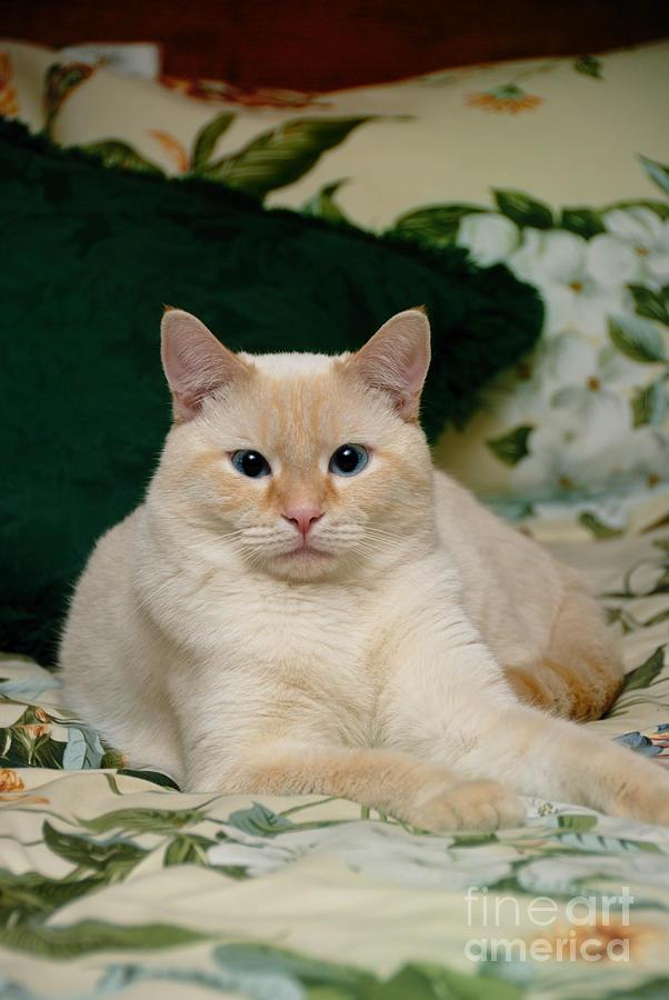 Cat Photograph - Flame Point Siamese Cat #4 by Amy Cicconi