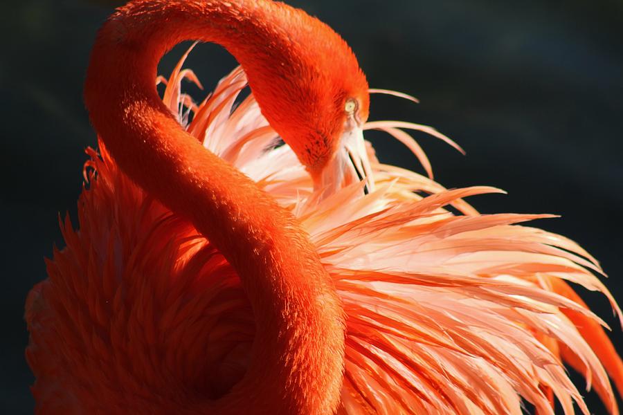 Nature Photograph - Flamingo Beauty #8 by Valia Bradshaw