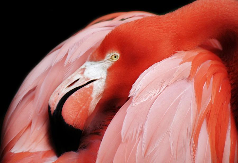 Flamingo Photograph - Flamingo #4 by Paulette Thomas