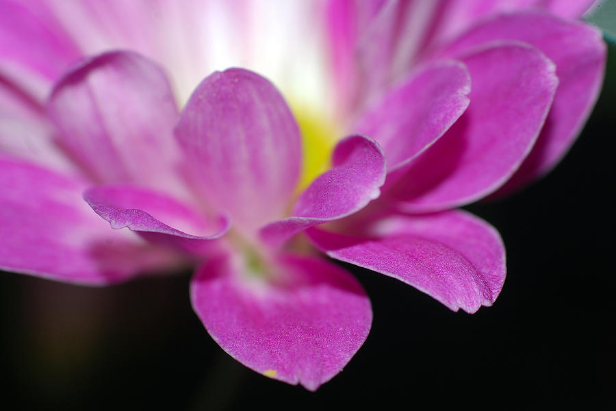Flower Closeup #4 Photograph by Larah McElroy