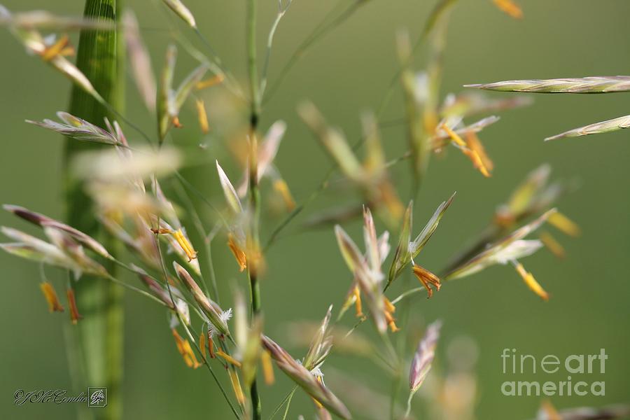 Flower Photograph - Flowering Brome Grass #4 by J McCombie