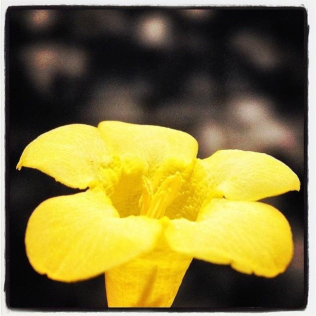 Flower Photograph - #flowers #flower #flowerstagram #4 by Mike Valentine