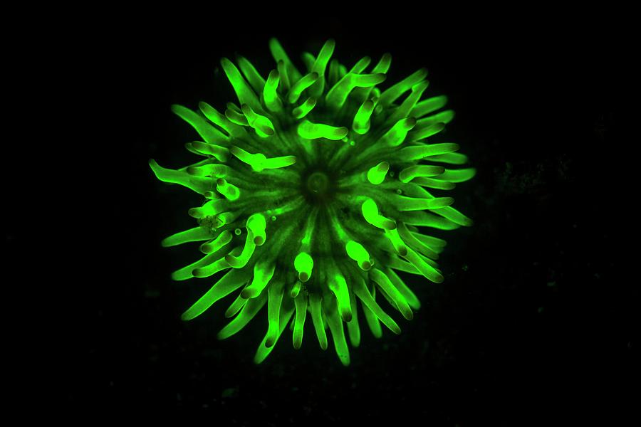 Animal Photograph - Fluorescent Coral 4 by Ethan Daniels Animal Photograph - Fluorescent Coral 4 by Ethan Daniels