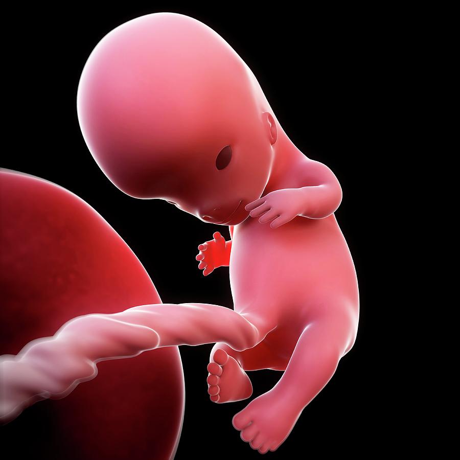 Foetus At 10 Weeks Photograph By Scieproscience Photo Library Fine Art America 