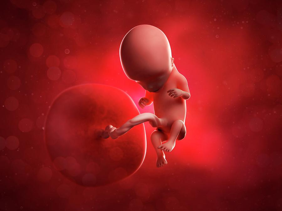 Foetus At 12 Weeks 4 Photograph By Scieproscience Photo Library