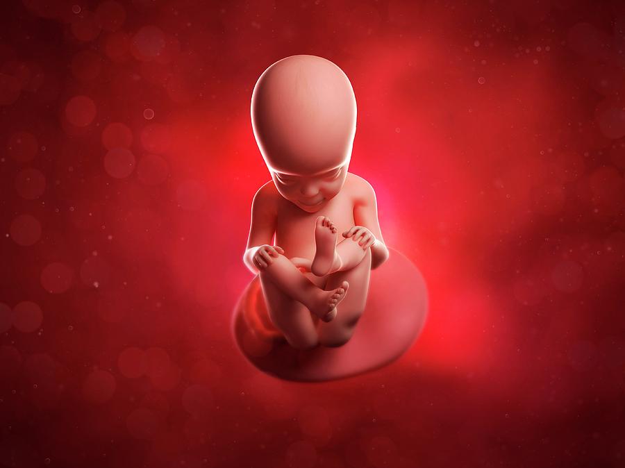 Foetus At 27 Weeks Photograph By Scieproscience Photo Library Pixels 