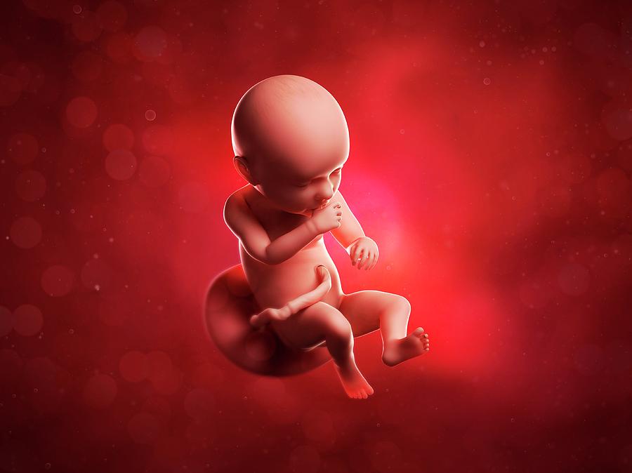 Fetal growth from 4 to 40 weeks Royalty Free Vector Image