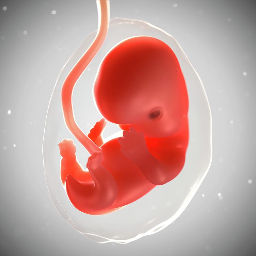 Foetus At 7 Weeks Photograph by Sciepro/science Photo Library