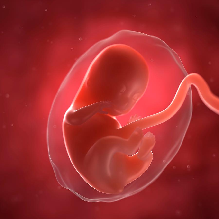 Foetus At 8 Weeks Photograph by Sciepro/science Photo Library - Fine ...