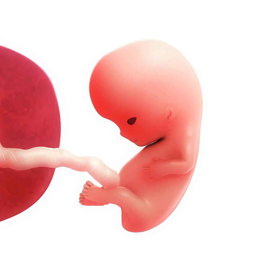 Foetus At 9 Weeks Photograph By Scieproscience Photo Library 