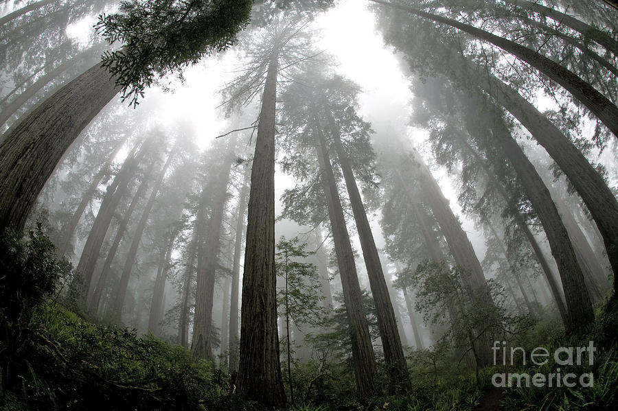 Foggy Coast Redwood Forest #4 Photograph by Gregory G. Dimijian, M.D.