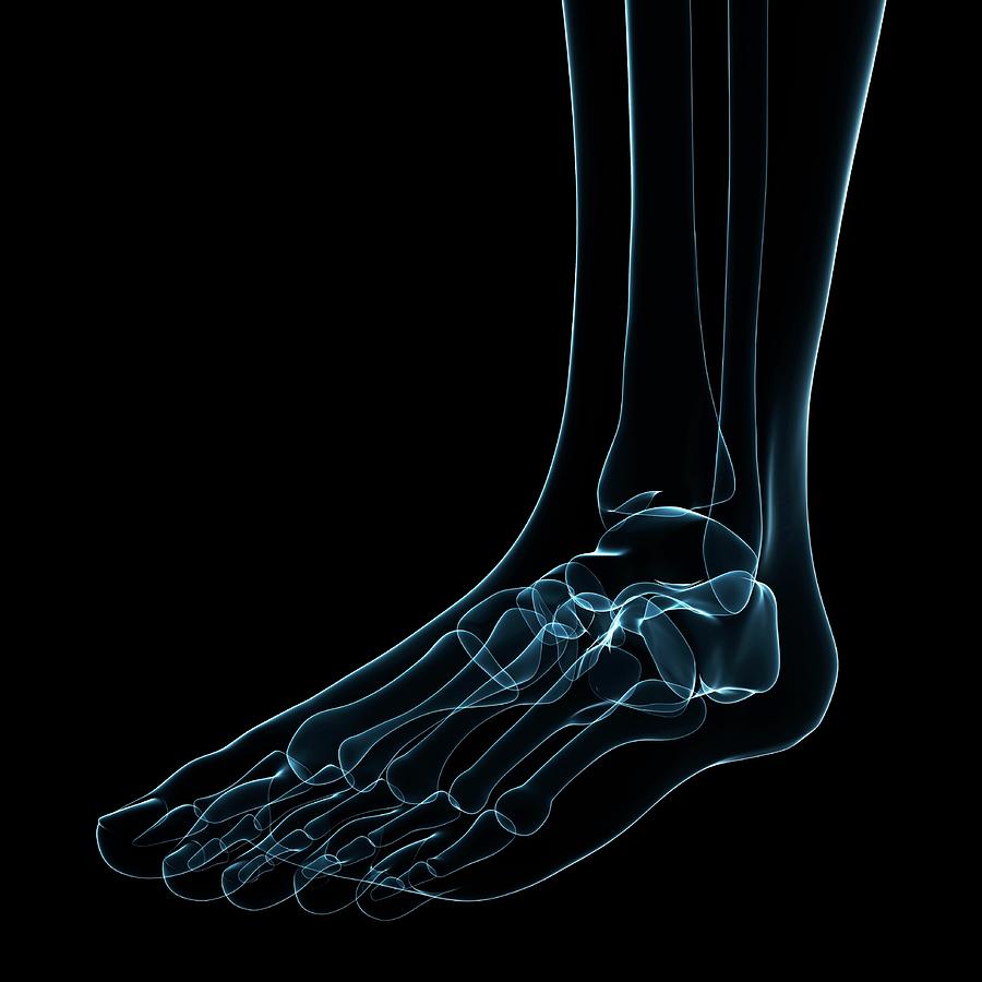 Foot Bones Photograph by Sciepro/science Photo Library - Fine Art America