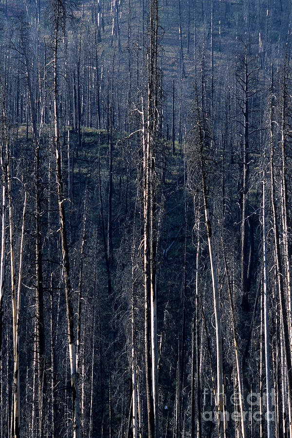 Forest After Fire Photograph by William H. Mullins - Fine Art America