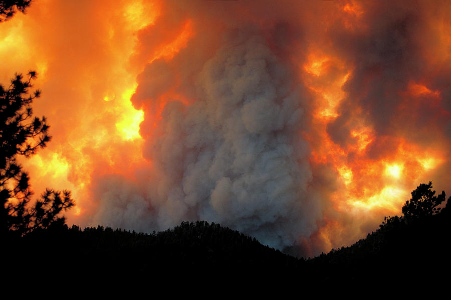 Tree Photograph - Forest Fire #4 by Kari Greer/science Photo Library