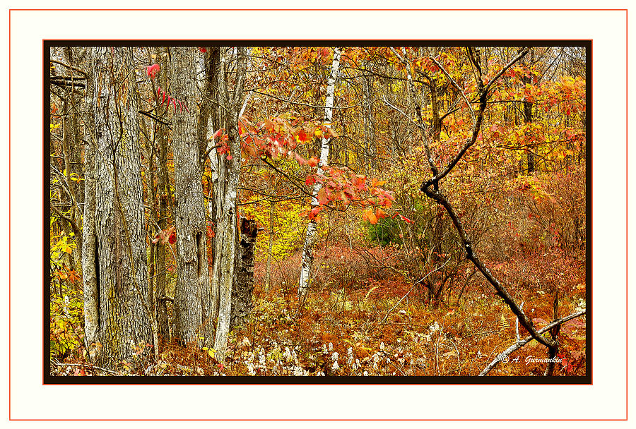 Forest Interior Autumn Pocono Mountains Pennsylvania #4 Photograph by A Macarthur Gurmankin