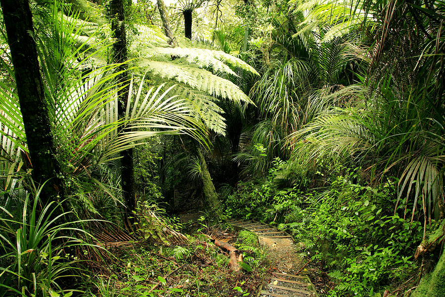 Jungle Photograph - Forest No1 by Les Cunliffe