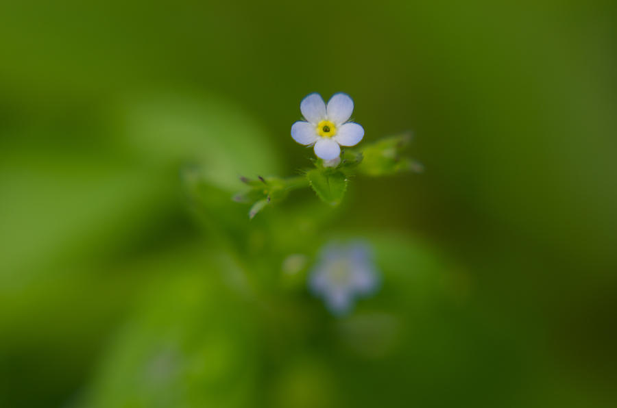 Forget-me-not #4 Photograph by Michael Goyberg