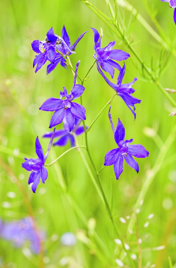 Nature Photograph - Forking Larkspur (consolida Regalis) #4 by Bob Gibbons