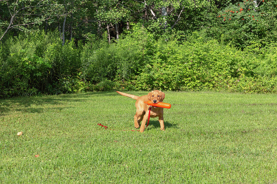 Fox Red Labrador Retriever #4 Photograph by Linda Arndt