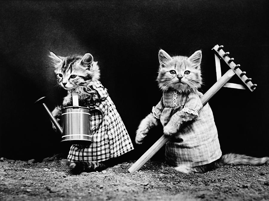 Cat Photograph - Kittens Planting Time, C1914 by Harry Whittier Frees