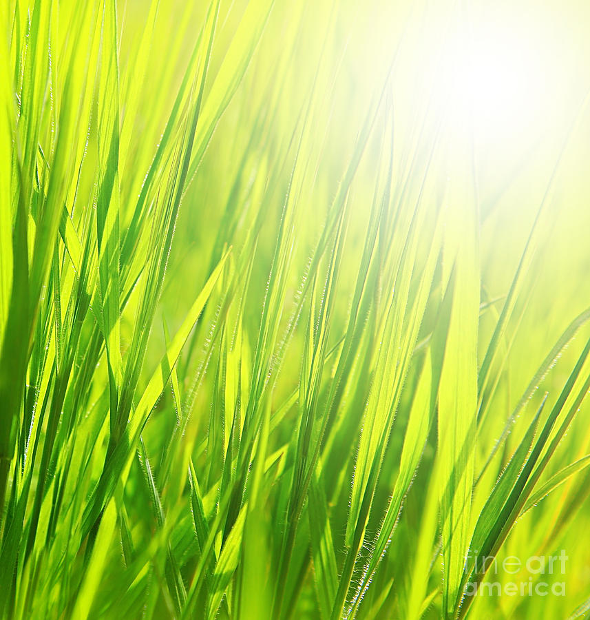 Abstract Photograph - Fresh green grass background #4 by Anna Om