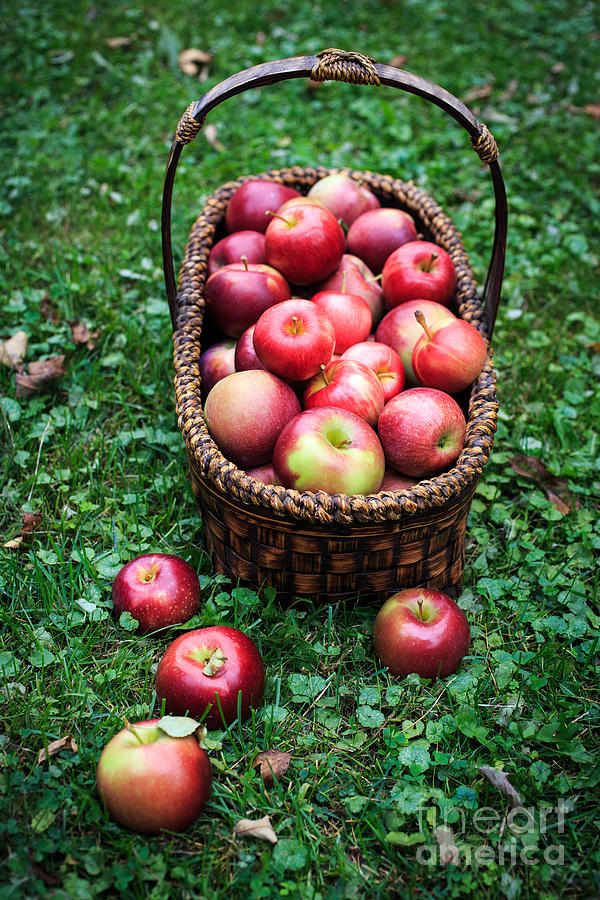 Nature Photograph - Basket Full of Fresh Picked Apples by Edward Fielding