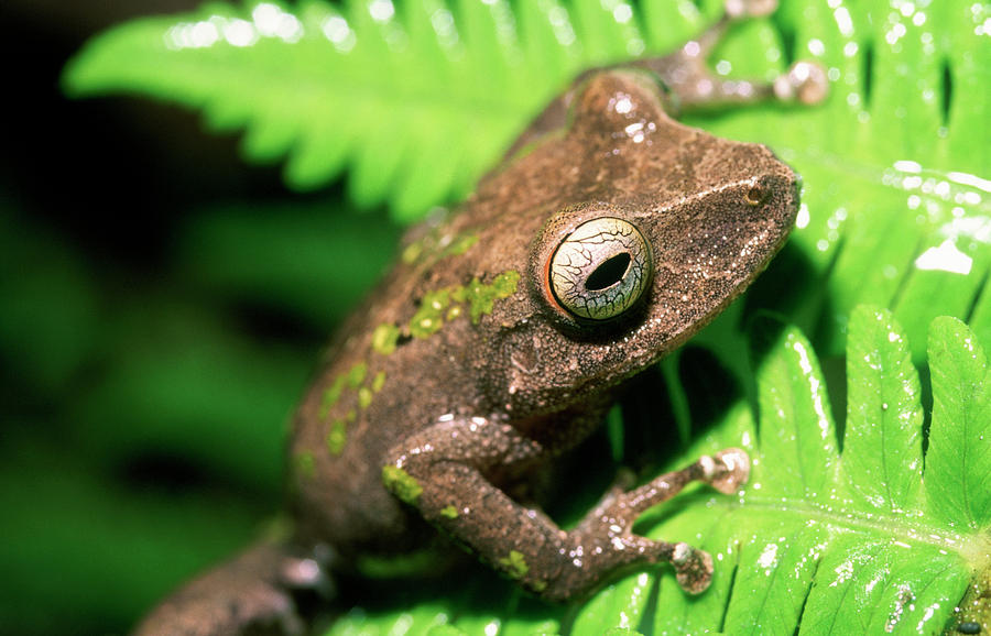 Frog Photograph by Dr Morley Read/science Photo Library - Fine Art America