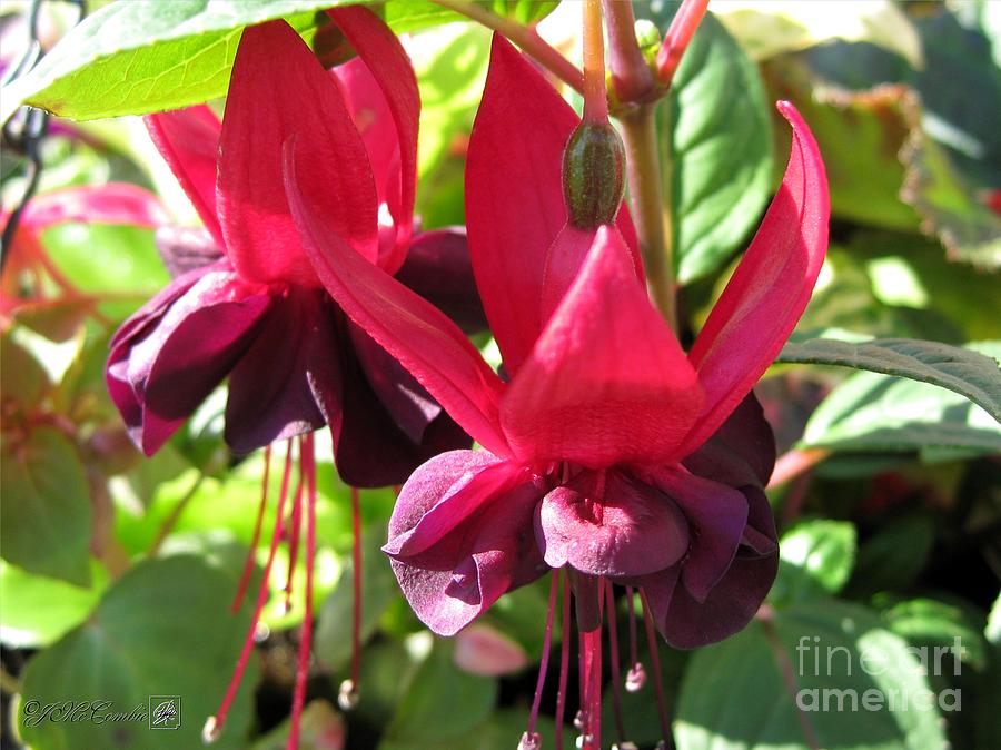 Fuchsia named Roesse Blacky #4 Photograph by J McCombie