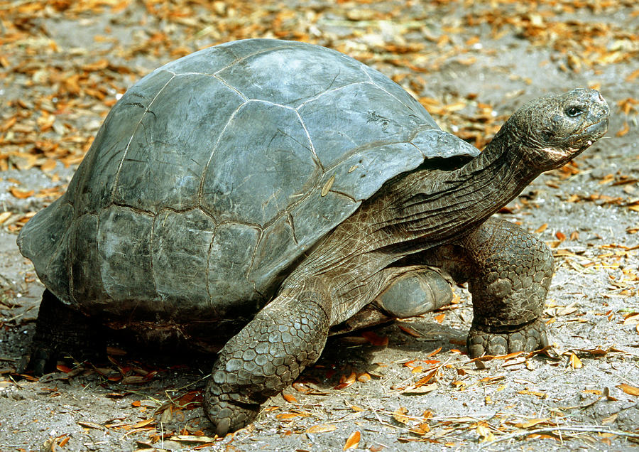 Galapagos Giant Tortoise #4 Photograph by Millard H. Sharp