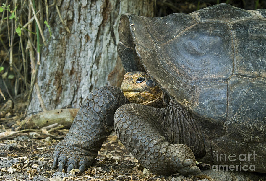 Galapagos Giant Tortoise #4 Photograph by William H. Mullins