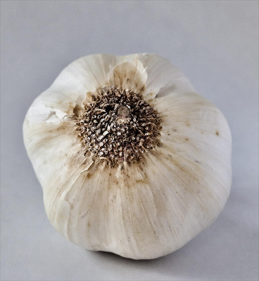 Garlic #4 Photograph by Robert Ullmann