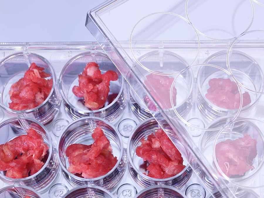 Testing Of Meat Photograph by Tek Image/science Photo Library