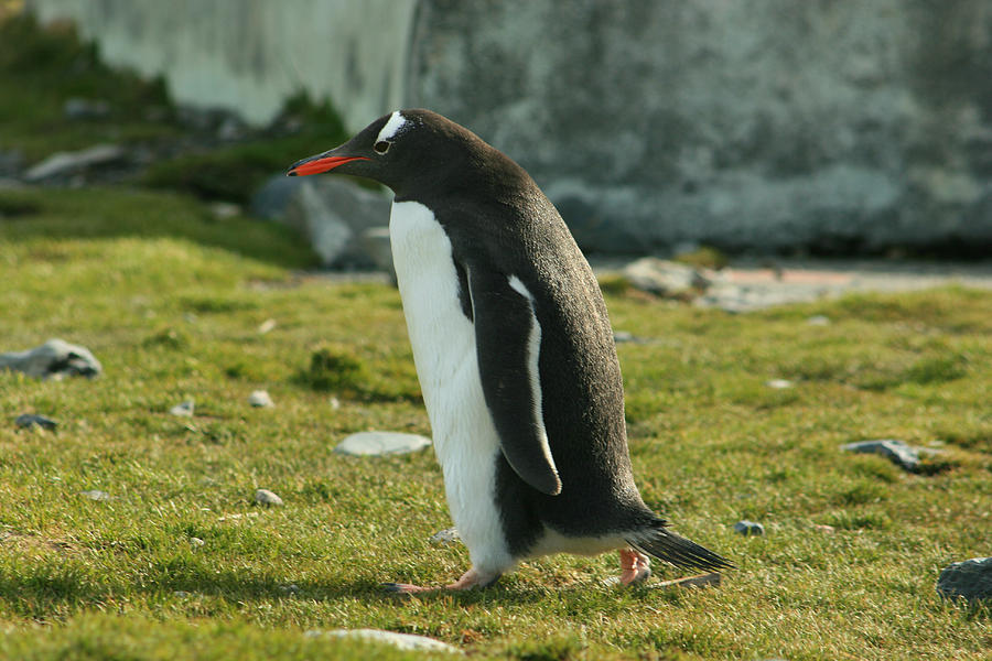 Gentoo Penguin #6 Photograph by Amanda Stadther