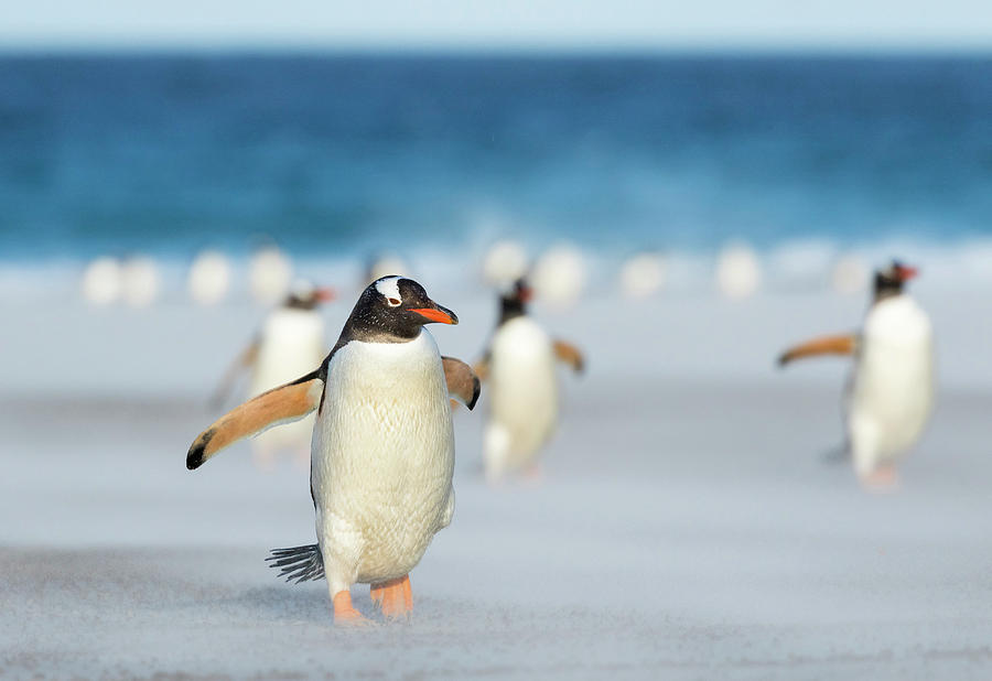 Penguin Photograph - Gentoo Penguin (pygoscelis Papua #4 by Martin Zwick