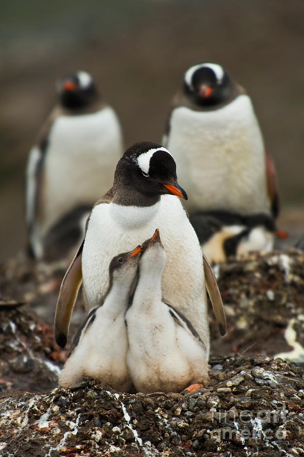 Gentoo Penguin With Young #4 Photograph by John Shaw