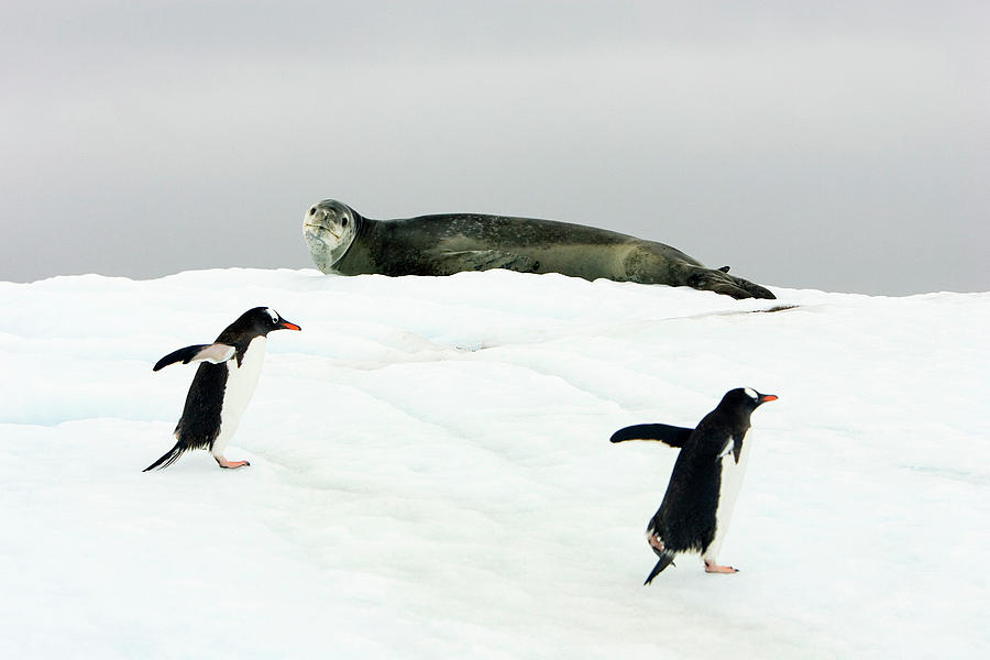 Gentoo Penguins Photograph by William Ervin/science Photo Library - Pixels