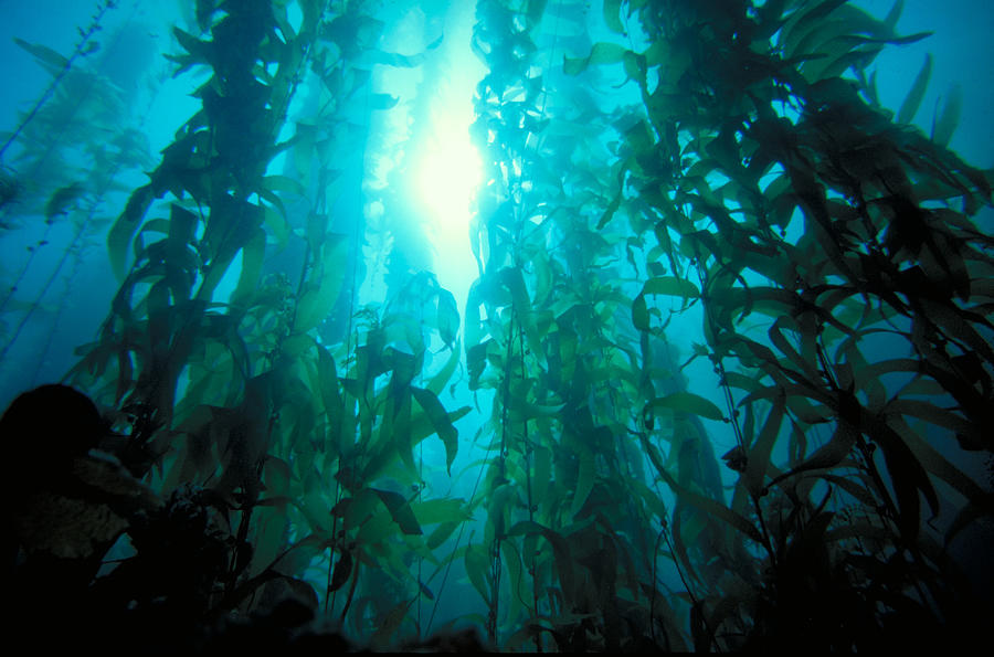 Giant Kelp Forest #4 Photograph by Greg Ochocki