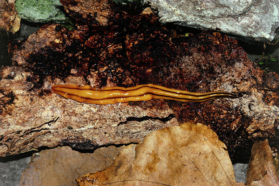 Giant Land Planarian  Photograph by Dr Morley Read science 