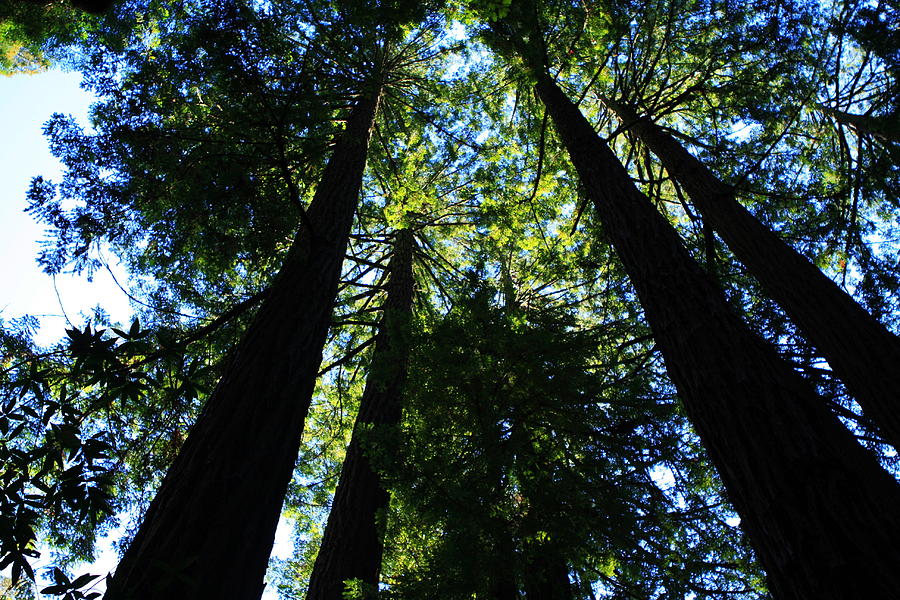 Giant Redwoods #4 Photograph by Aidan Moran
