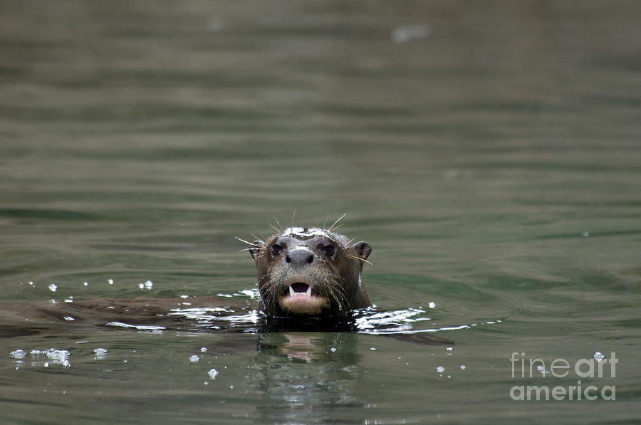 Giant River Otter #4 Photograph by Mark Newman
