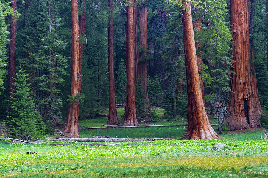 Giant Sequoia Trees In A Forest #4 Photograph by Panoramic Images