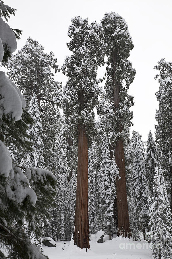 Giant Sequoias #4 Photograph by Gregory G. Dimijian, M.D.