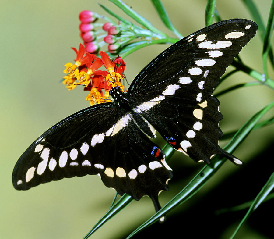 Giant Swallowtail Butterfly #4 Photograph by Millard Sharp